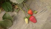 Straw Ripe 2 project thumbnail