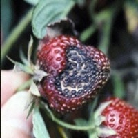 strawberry project thumbnail