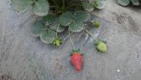 Strawberry Ripeness project thumbnail