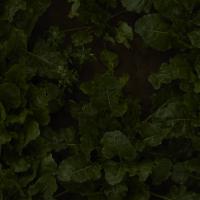 Weed Detection for Onion Weeds project thumbnail