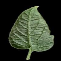 CropCareAI Disease Detection project thumbnail