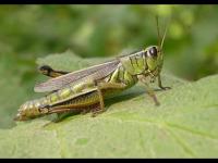 pest detect project thumbnail