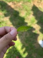 labuyoleafdisease project thumbnail