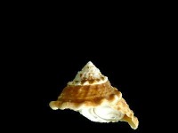 Sea Shell Classification Project 2 project thumbnail