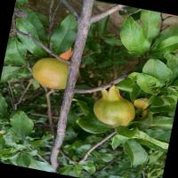 CropAI Pomegranate project thumbnail