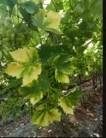 Grapes CNN project thumbnail