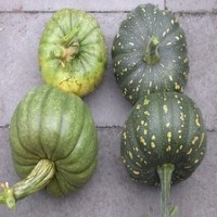 veges project thumbnail
