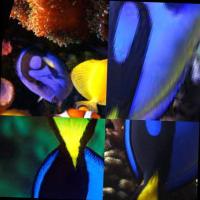 Find corals, moorish idols and rocks project thumbnail
