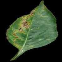 Crop Disease Detection project thumbnail