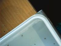 plastic_detection project thumbnail