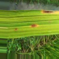 Rice_Leaf project thumbnail