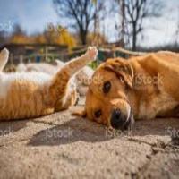 catdog project thumbnail