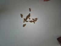 BSF Larva-Prepupa-PuPa-88 project thumbnail