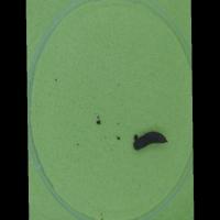 Pupa-prepupa bsf project thumbnail