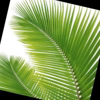 Palm trees  disease project thumbnail