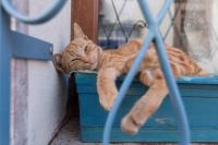 catdogtoothbrush project thumbnail