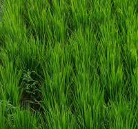 Rice Panicle3 project thumbnail