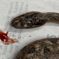 Snake_Detection project thumbnail