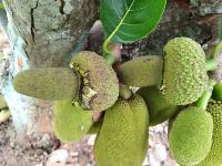 Jackfruit-shape project thumbnail