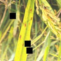 Rice Disease Detection project thumbnail