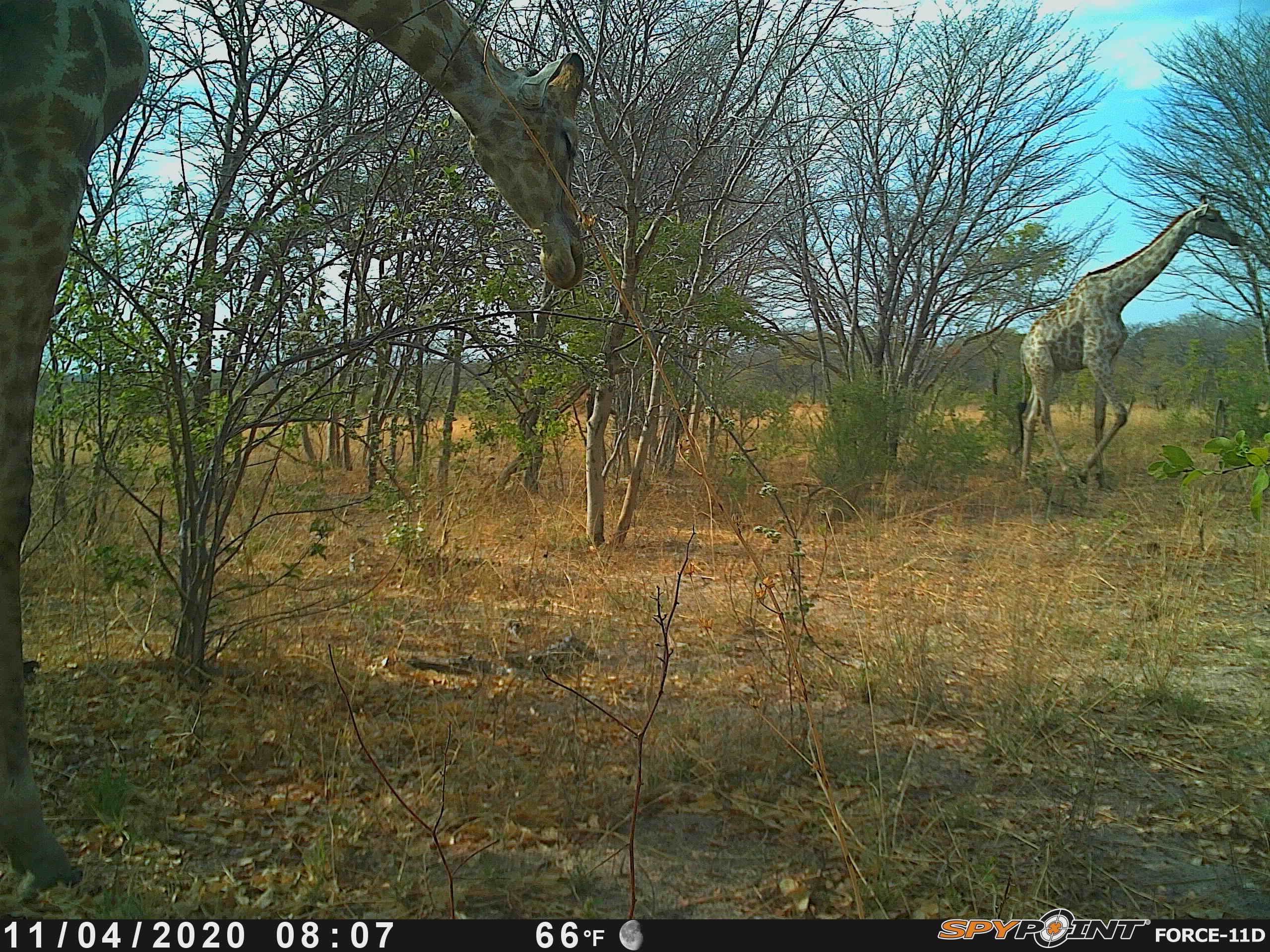 animals_detection Object Detection Dataset by yoyot l