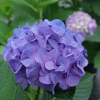 Hydrangeas project thumbnail