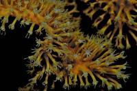 coral project project thumbnail