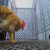chicken head segmentation project thumbnail