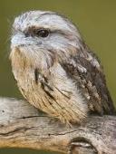 Owl detection project thumbnail
