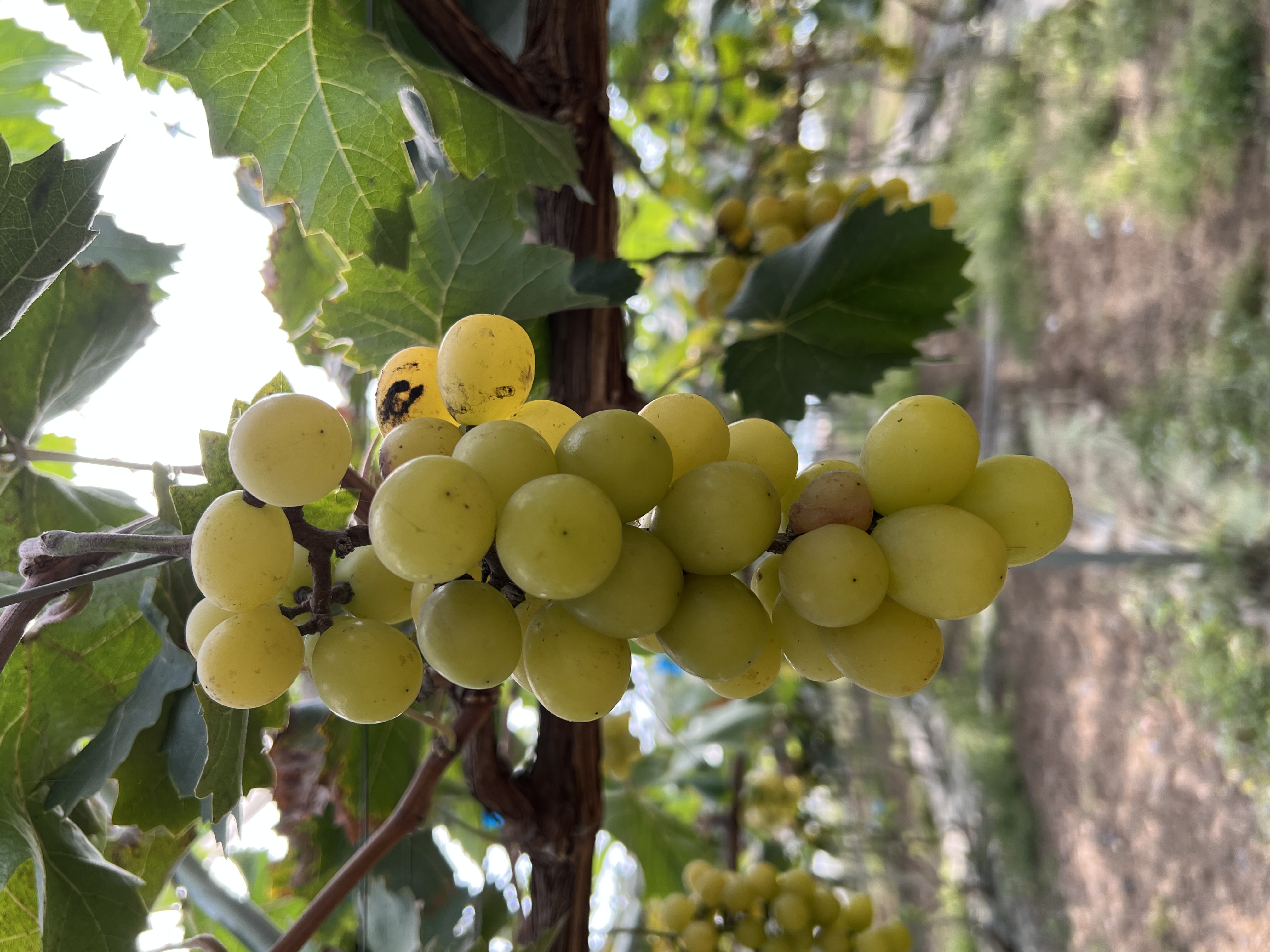 grape-grade-detection-granule Object Detection Model by dataset