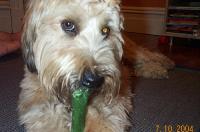 DogBreedsObjectDetection project thumbnail