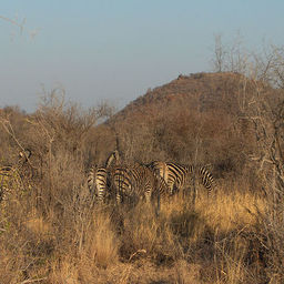 horses vs zebras Classification Dataset and Pre-Trained Model by intro