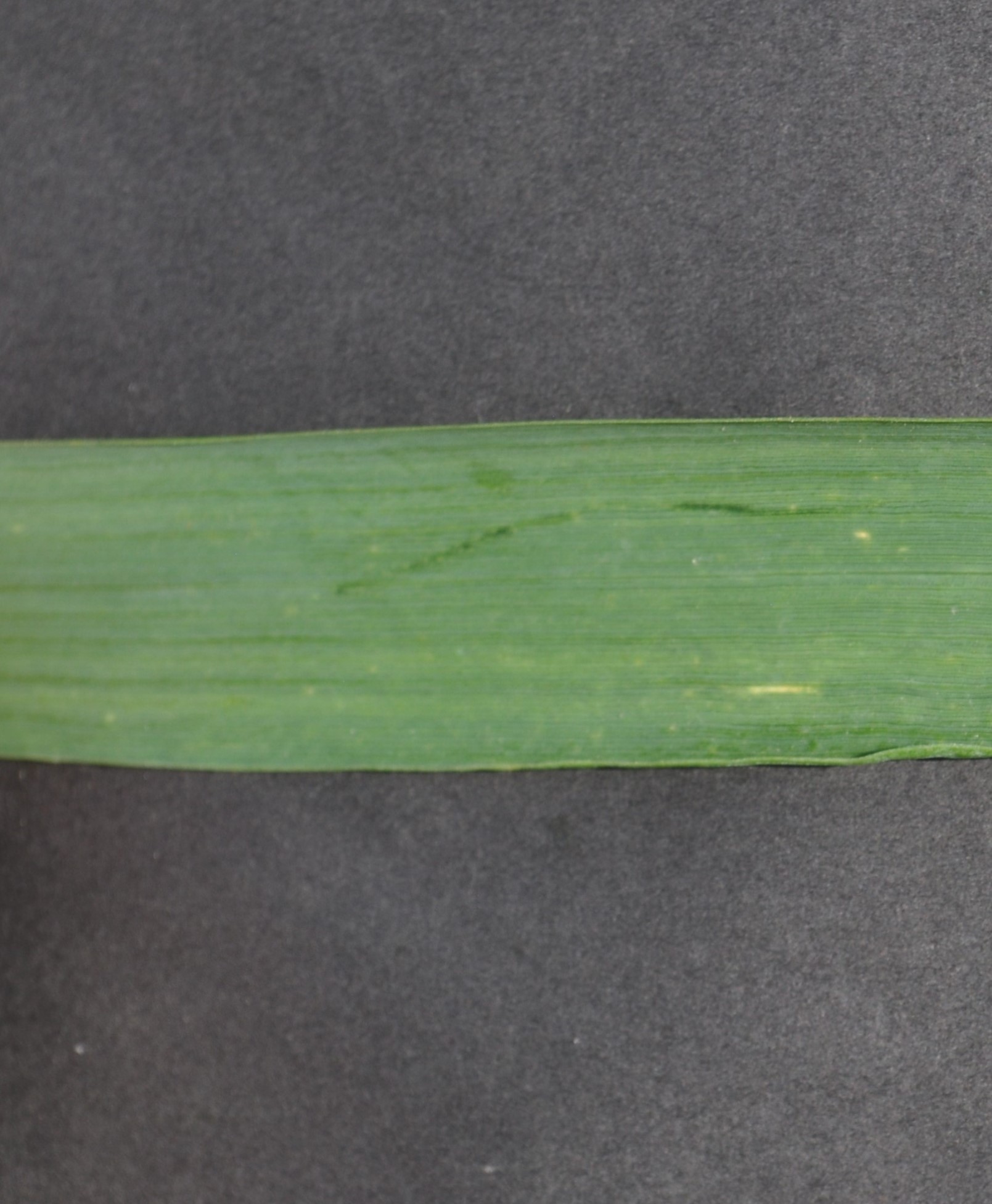 Wheat Disease Detection Object Detection Dataset by FYP