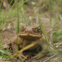 Cane Toad Smart Trap project thumbnail