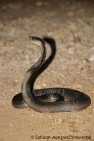 snake  project thumbnail