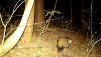 5 animals project project thumbnail