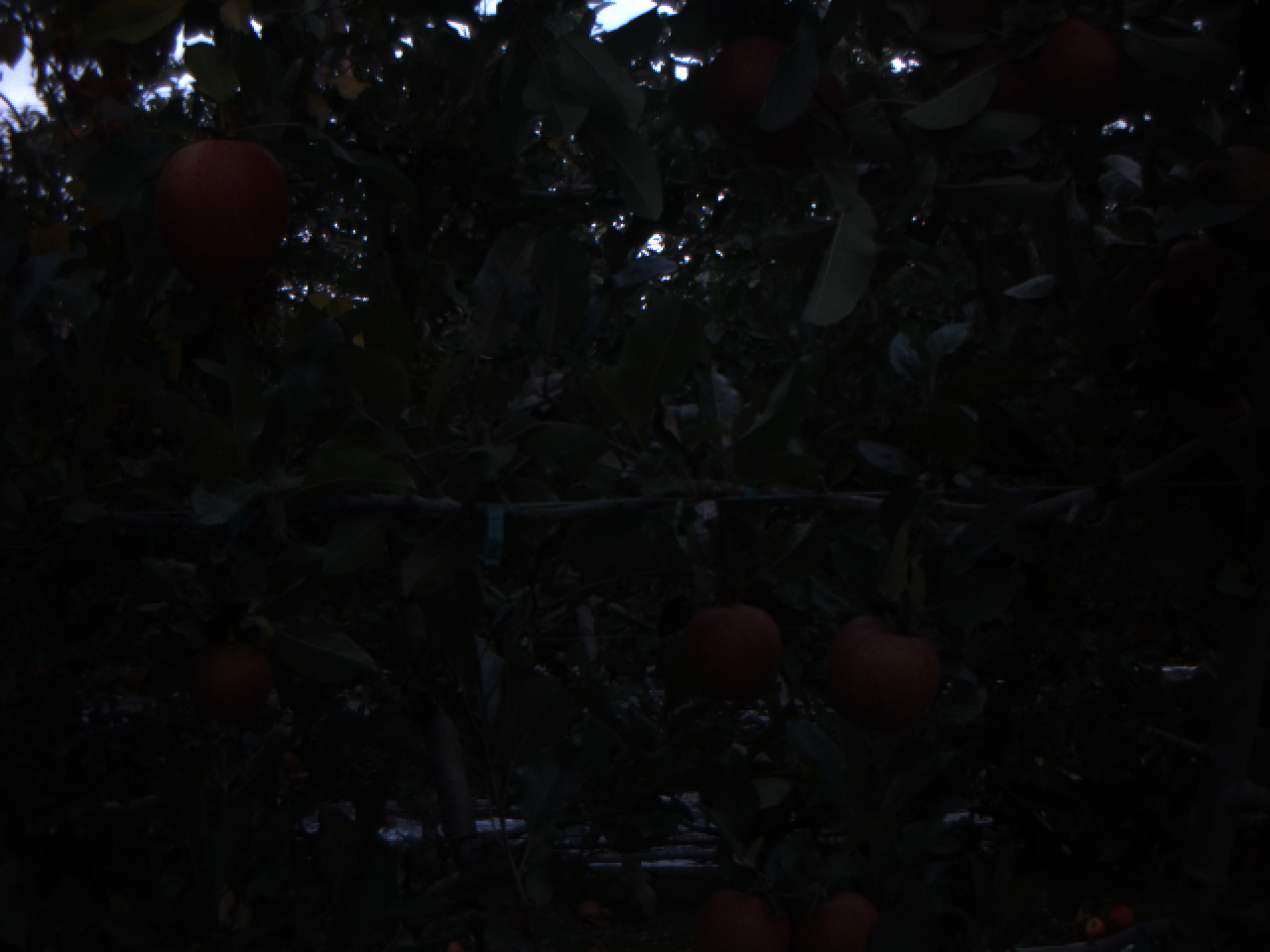 Apple Object Detection Dataset by FTs