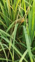 Paddy_Bakane_Disease project thumbnail