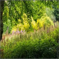 Flower Species Recognition project thumbnail