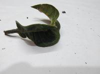 plant_disease project thumbnail
