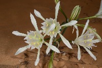 Plant classification project thumbnail