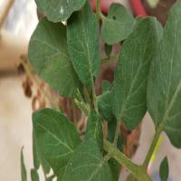 Tomato-Disease-Detection project thumbnail