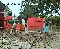 cow project thumbnail
