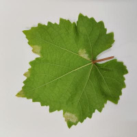 Grape_Leaf project thumbnail
