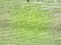 Stomata_measure_young project thumbnail