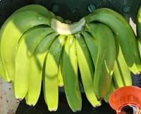 banana_aqr project thumbnail