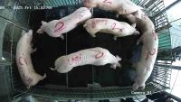 pig_detection project thumbnail
