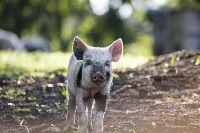 Porcos4-PigPiglet-PigTrain project thumbnail
