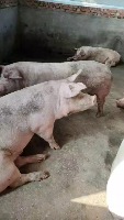 merged_pigs project thumbnail