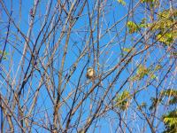 bird project thumbnail